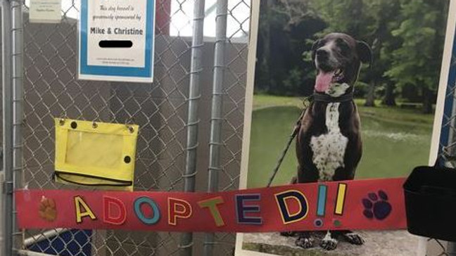 "Mica", dog who has been in Ohio animal shelter for almost 7 years, finally adopted