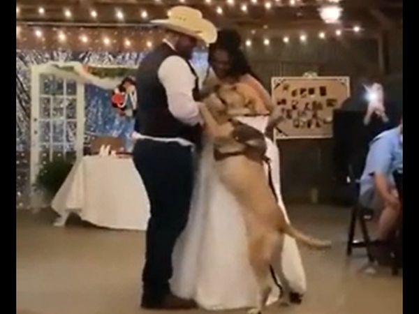 Pawdorable! Dog dances with bride and groom in viral video - WATCH