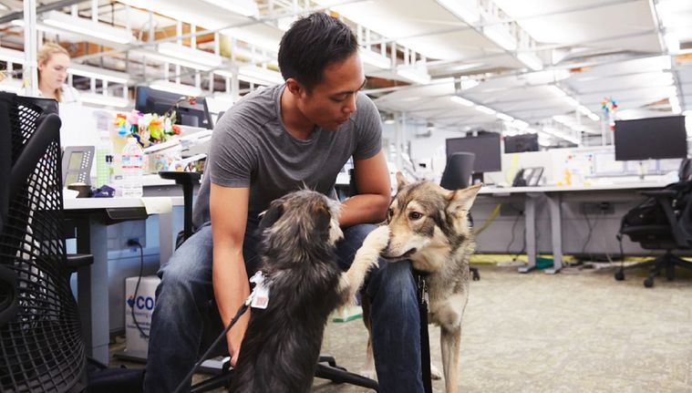 Google is officially a dog company, cats and other pets are welcome though