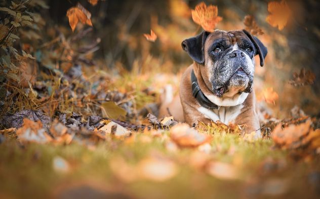 How To Teach Your Boxer To Stop Jumping On People