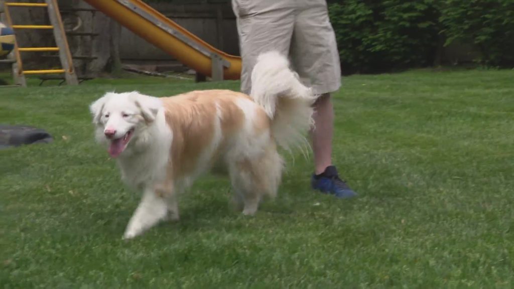 Missing deaf dog reunited with family thanks to GPS collar