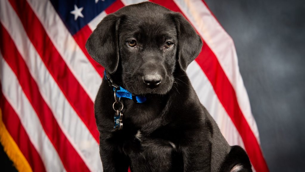 Rex, the first therapy dog with the Arapahoe County Sheriff's Office