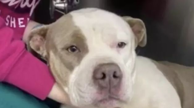 Stolen Dog Returns After 2 Years