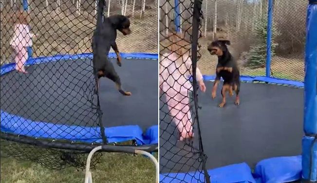 This Video Of A Toddler And Dog On A Trampoline Is The Best Thing You'll See Today