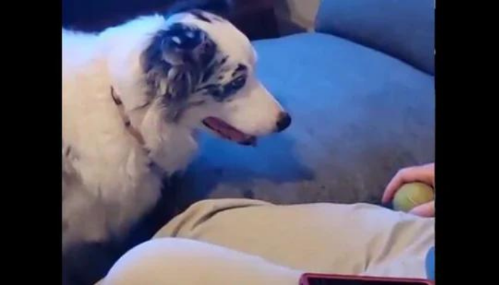Patient doggo waits eagerly for human to throw ball. Clip is a giggle-fest