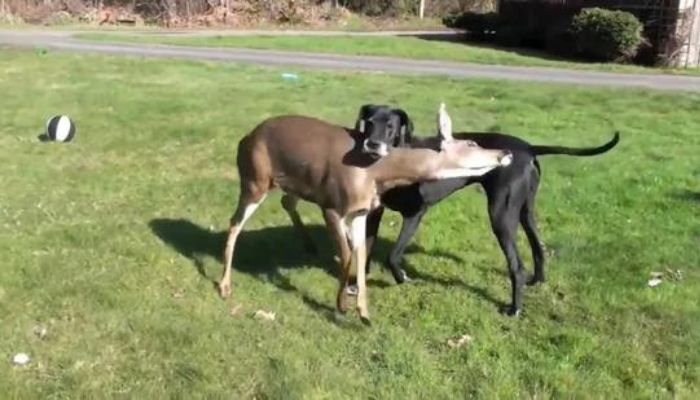 Video of dog and deer’s unique friendship is winning hearts. Watch