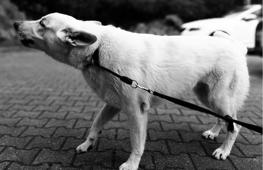 Why Does My Dog Growl At Some People And Not Others