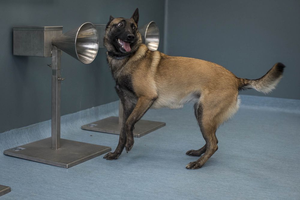 Dogs Sniffing Covid From Sweat Fare Almost as Well as PCR Tests