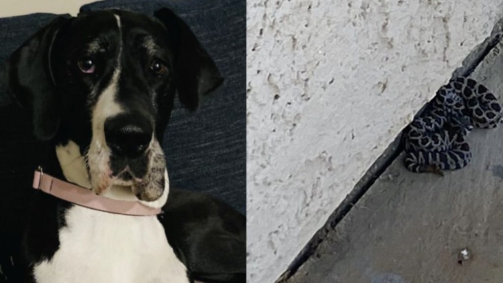 'Hero' dog saves owner from rattlesnake bite in Oceanside backyard