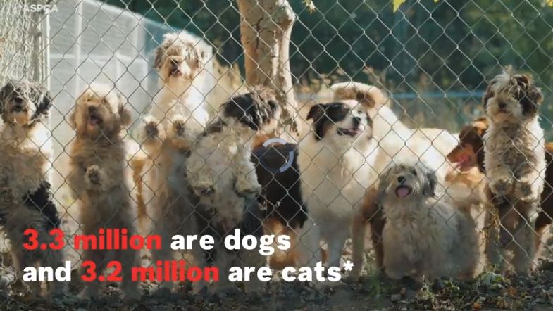 Missing Deaf Dog and Deaf Owner Reunited in Heartwarming Moment Thanks to GPS Collar