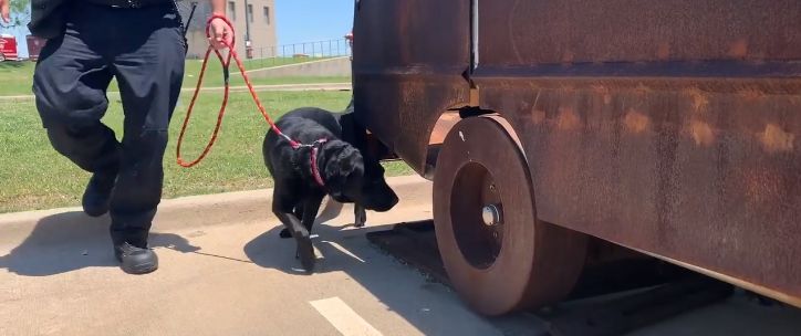 This dog ‘flunked out’ of service school. Now he’s a star sniffing out arson fires