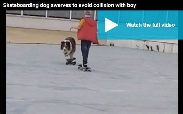 Pawfect control! Dog shows off his skateboarding skills as he swerves to avoid colliding head-on with boy