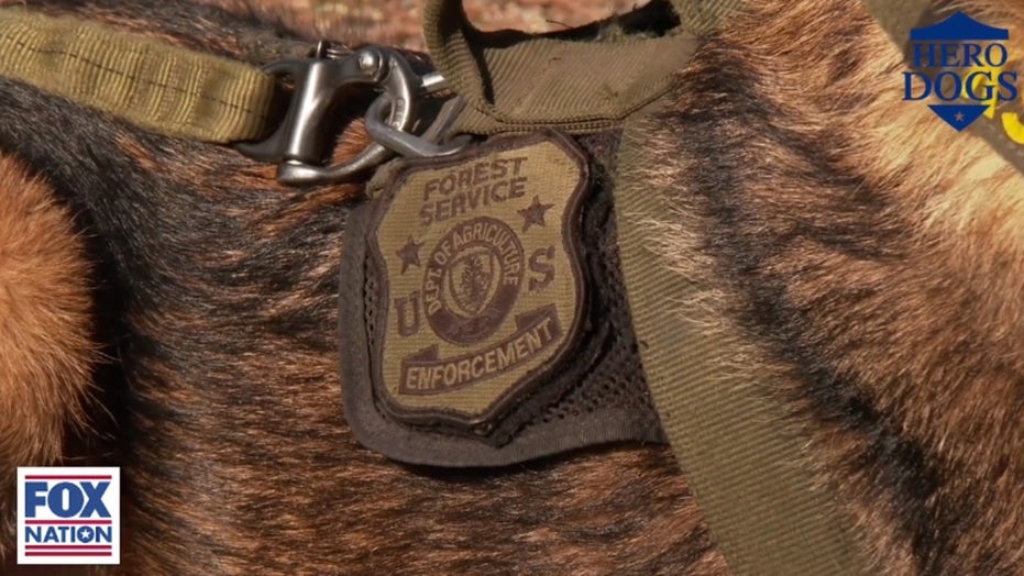 'Hero Dogs': Courageous canine survives two stabbings in the line of duty