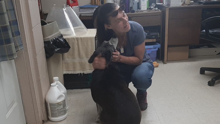 Dog missing for 6 years reunited with owner in Indiana
