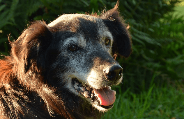 A Comprehensive Guide On Senior Dog Care