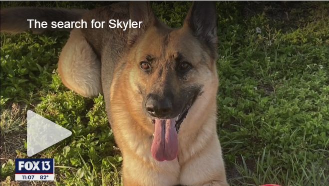 South Tampa community comes together to search for missing dog