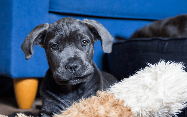 Cane Corso Everything You Need To Know