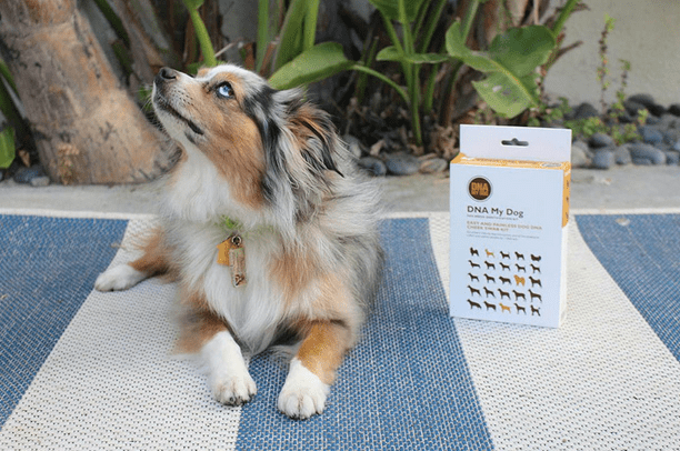 DNA My Dog via StackCommerce