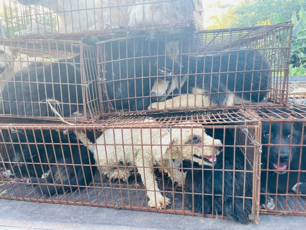 68 dogs rescued by the activists from a truck bound for China’s annual dog meat festival