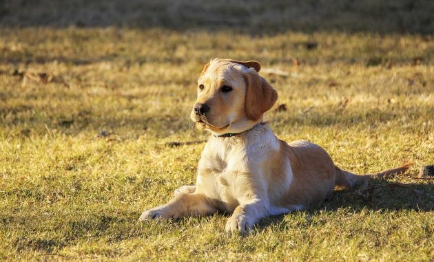 Pup's looking at you, kid - Puppies can understand human cues from very young age