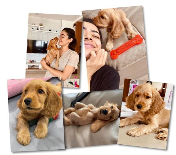 Rashmika Mandanna writes heartfelt post about her pet dog Aura: 'I found my bundle of joy'