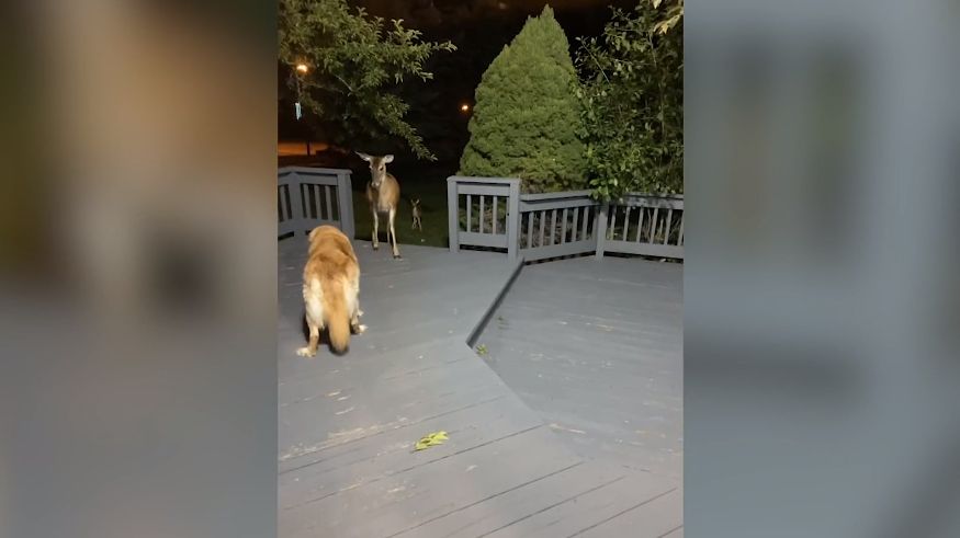 Westlake woman issues warning after dog attacked by deer in her yard