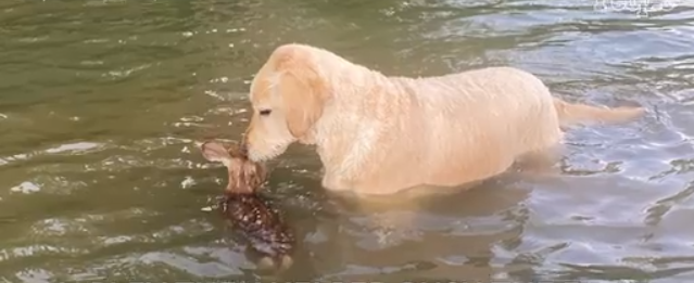 Virginia Dog Saves Fawn From Drowning and Refuses to Leave Its Side: He 'Kept Caring For It'