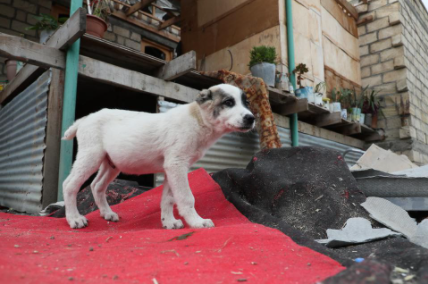 Rabid Dog Imported Into U.S., At Least 12 People Exposed