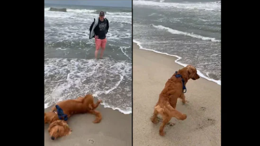Watch this dog’s hilarious reaction at beach that went viral