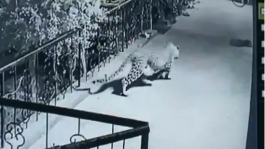 Leopard enters Nashik home, takes away pet dog. Chilling moment captured