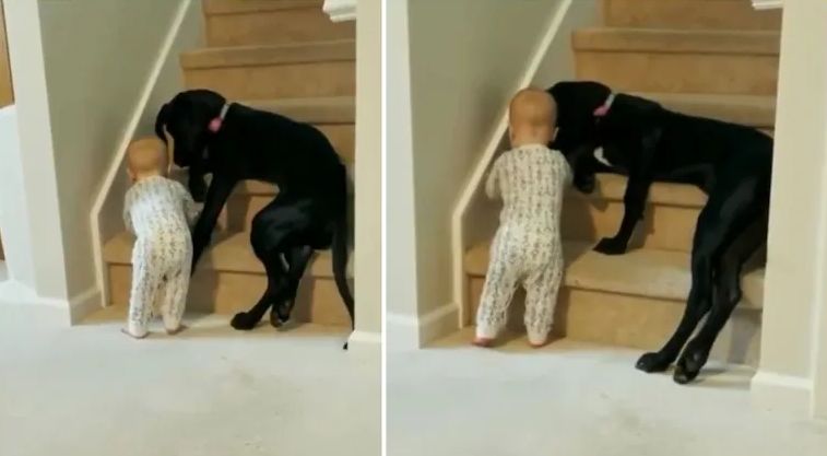 Pet dog stops toddler from climbing stairs. Internet loves heartwarming viral video