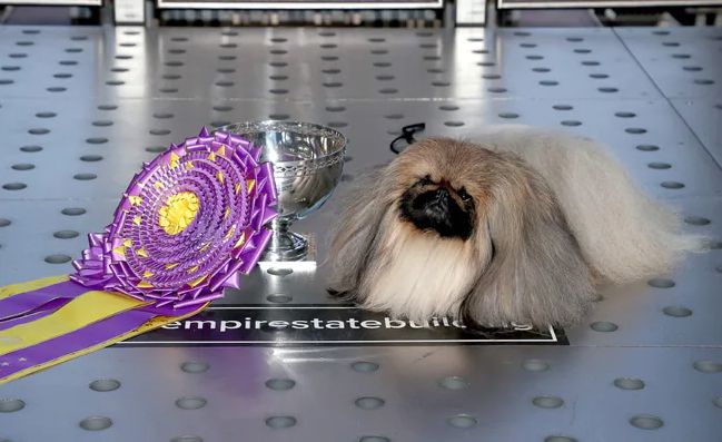 The Controversy Over "Wasabi" The Pekingese Winning Westminster Dog Show