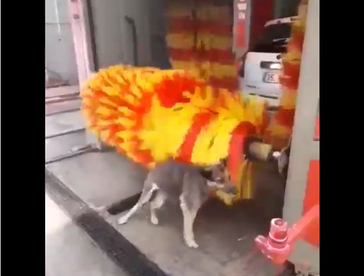 Watch: Dog gets himself scrubbed and cleaned at car wash