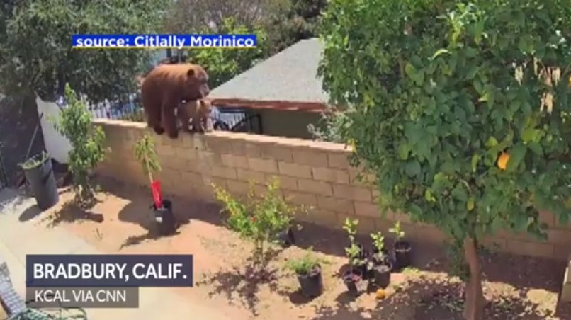 WATCH: 17-year-old pushes protective mama bear out of yard to save her family's dogs