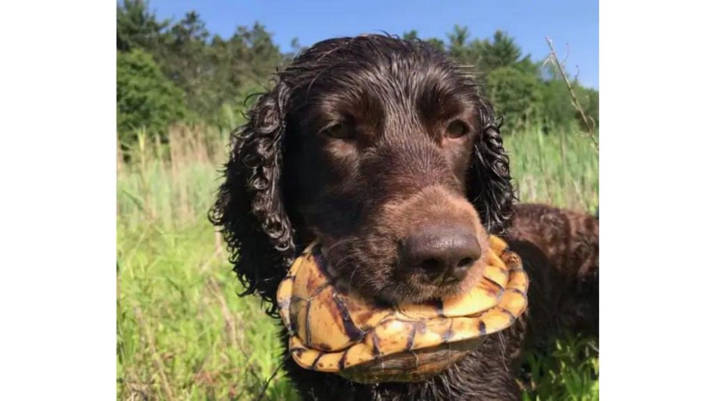 He realized his dogs have an unusual skill. Now he uses them to help save turtles.