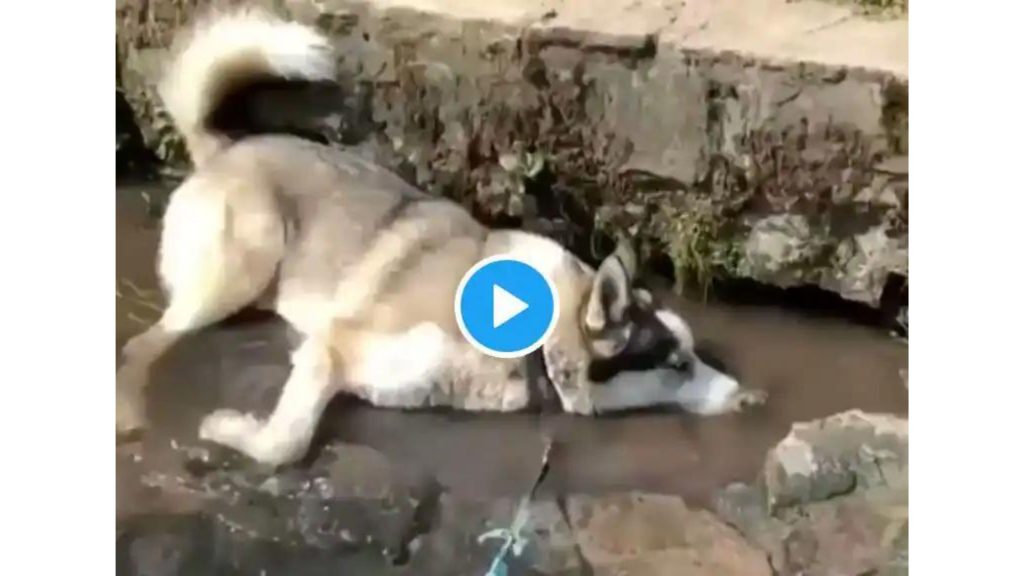 Viral Video: This Dog Enjoying its Day Out and Blowing Bubbles on a Water Stream is the Cutest Thing You’ll Watch Today
