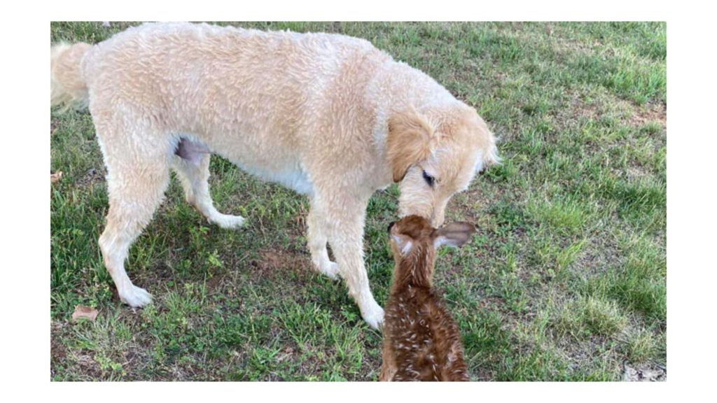 Baby Deer Visits Dog Who Saved It From Drowning. We're Not Crying, You Are