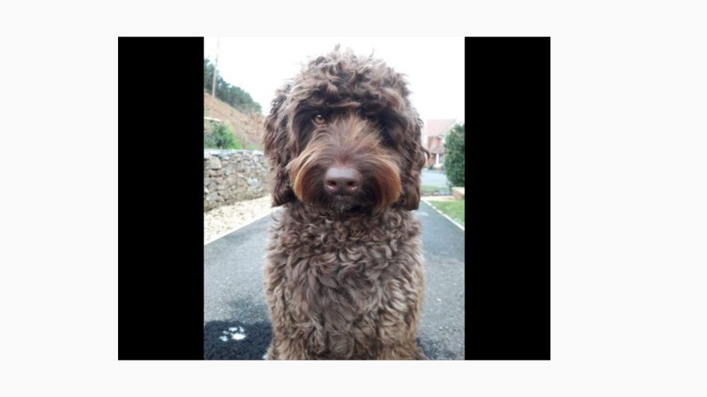 Dog helps save life of woman thinking about jumping off bridge