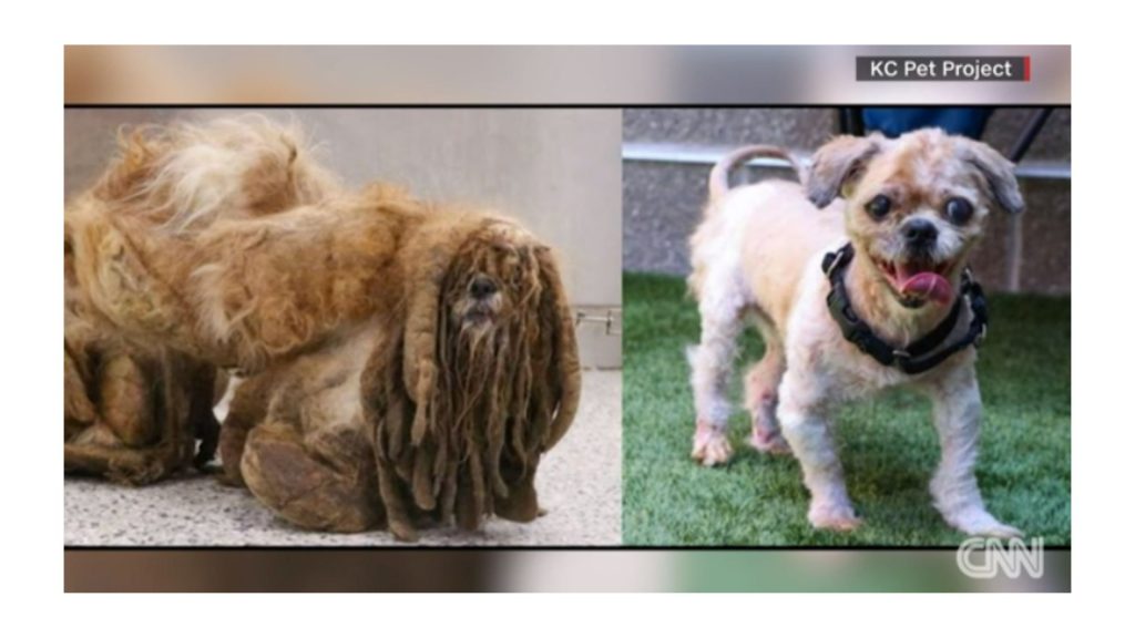 Stray dog is unrecognizable after 6 pounds of hair is removed