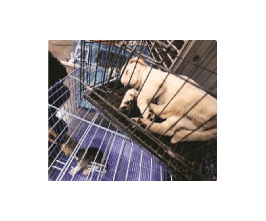 GHMC To Take Action Against Unregistered Pet Shops In Hyderabad