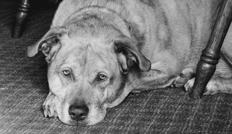 Why Your Senior Dog Is Losing Weight And What To Do