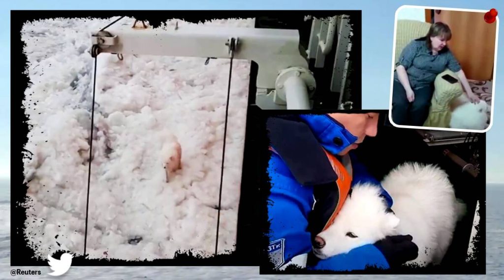 Dog stranded on floating ice in the Arctic rescued by Russian sailors. Watch video