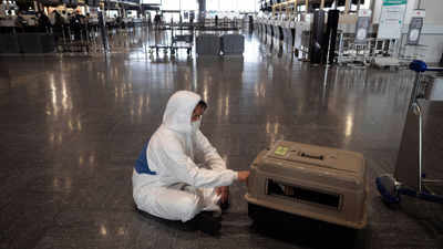 US bans dogs brought in from 100 countries with rabies risk