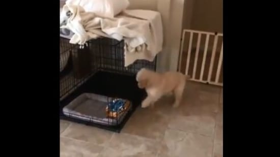 Dog’s reaction after barking for the ‘first time’ makes people giggle. Watch viral clip