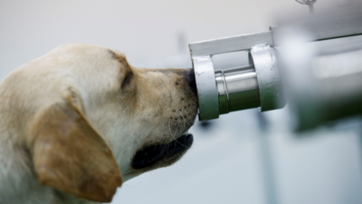 24 air passengers quarantined in Pakistan after trained dogs identify them as Covid-19 carriers