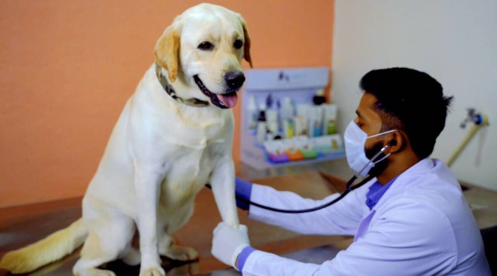 Pune startup opens dog-boarding facility for pets affected during Covid-19