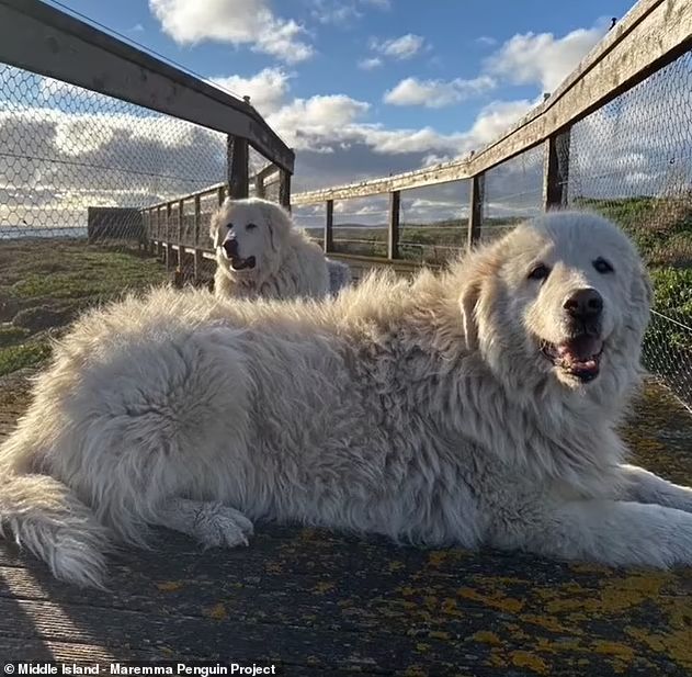 Public memorial planned for beloved guard dog Eudy who protected 100 little penguins from foxes on a remote Australian island for a decade