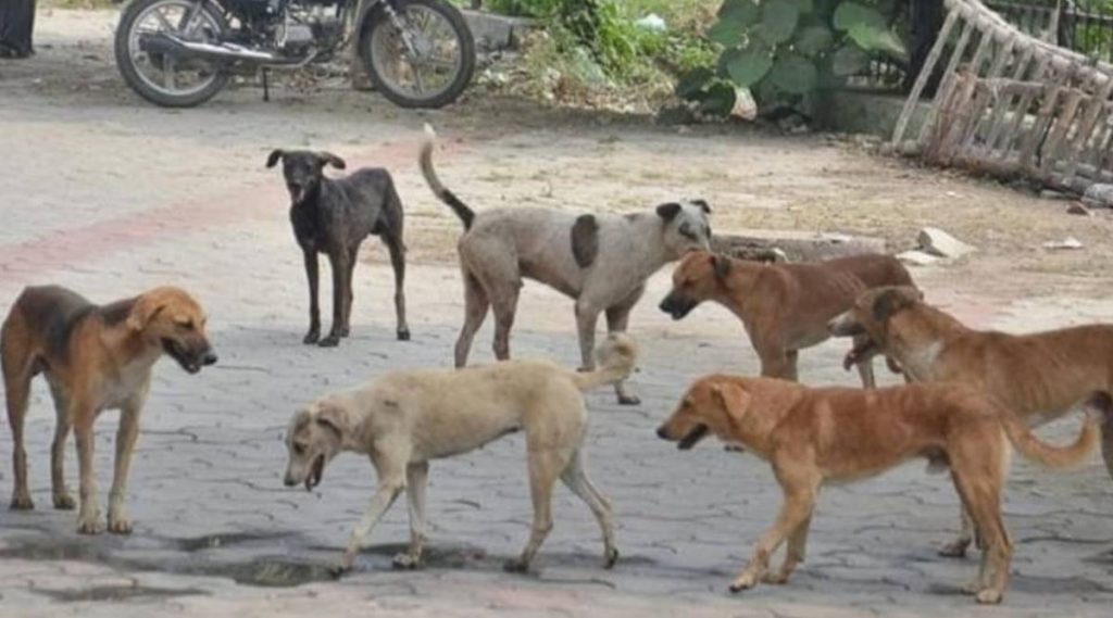 To tackle stray dog menace, PMC to set up 7 sterilisation centres
