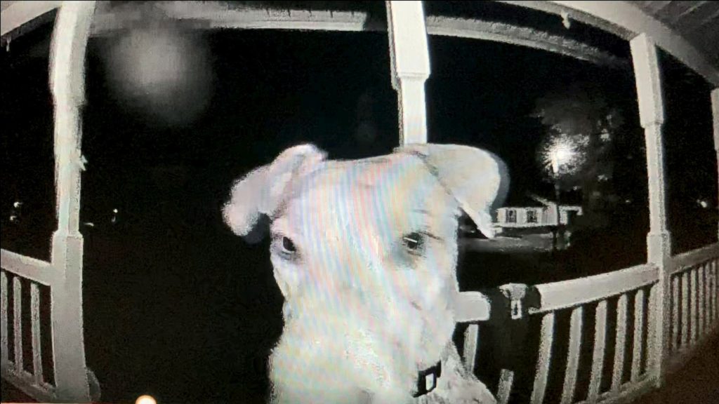 Missing pet dog presses doorbell in the middle of night