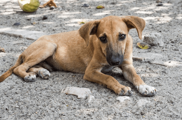 5 Best Reasons Why You Should Adopt Stray Dogs